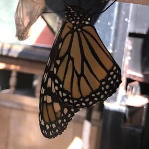 Meet your Posher, Kit cathie donohue